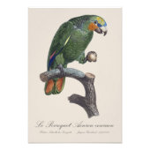 Perroquet Aourou-moeou / Oranje gevleugelde amazon Foto Afdruk (Voorkant)