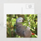 perroquet briefkaart (Voorkant / Achterkant)
