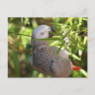 perroquet briefkaart