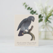 Perroquet Cendre / Timneh Afrikaanse grijze papega Briefkaart (Staand voorkant)