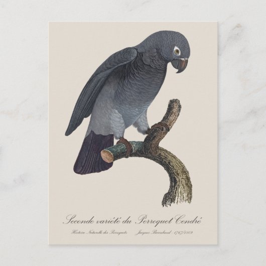 Perroquet Cendre / Timneh Afrikaanse grijze papega Briefkaart (Voorkant)