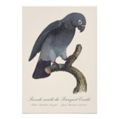 Perroquet Cendre / Timneh Afrikaanse grijze papega Foto Afdruk (Voorkant)