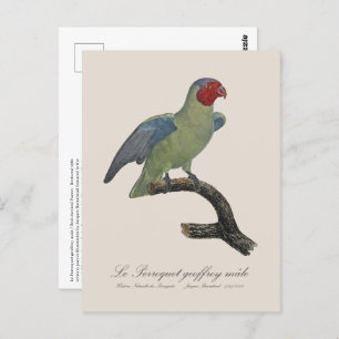 Perroquet geoffroy mannelijk / Roodwangpapegaai Briefkaart