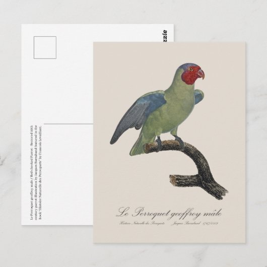 Perroquet geoffroy mannelijk / Roodwangpapegaai Briefkaart (Voorkant / Achterkant)