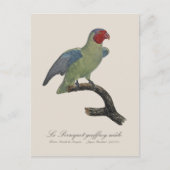 Perroquet geoffroy mannelijk / Roodwangpapegaai Briefkaart (Voorkant)