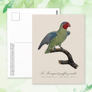 Perroquet geoffroy mannelijk / Roodwangpapegaai Briefkaart