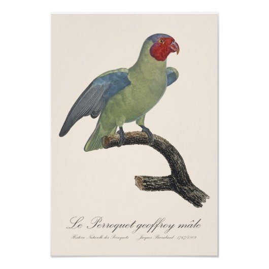 Perroquet geoffroy mannelijk / Roodwangpapegaai Foto Afdruk (Voorkant)