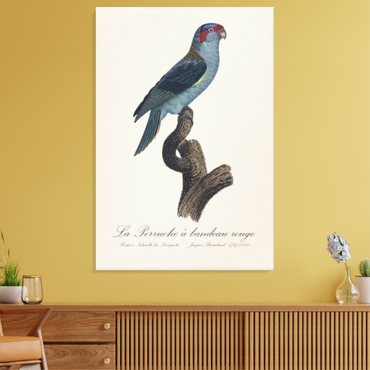 Perruche a bandeau rouge / Musk Loriket Canvas Afdruk (Insitu (Woonkamer))