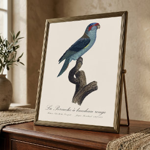 Perruche a bandeau rouge / Musk Loriket Foto Afdruk