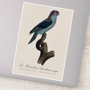 Perruche a bandeau rouge / Musk Loriket Sticker