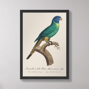 Perruche a tete bleue / Rainbow loriket, juveniel Foto Afdruk