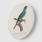 Perruche a tete bleue / Rainbow loriket, juveniel Grote Klok (Hoek)