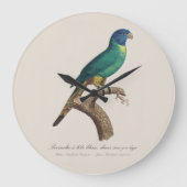 Perruche a tete bleue / Rainbow loriket, juveniel Grote Klok (Voorkant)