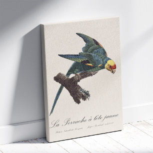 Perruche a Tete Jaune / Carolina parkiet Canvas Afdruk