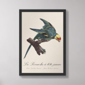 Perruche a Tete Jaune / Carolina parkiet Foto Afdruk