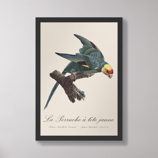 Perruche a Tete Jaune / Carolina parkiet Foto Afdruk