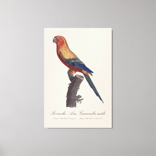 Perruche Ara, Guarouba / Zonneparkiet Canvas Afdruk (Voorkant)