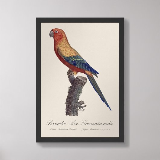 Perruche Ara, Guarouba / Zonneparkiet Foto Afdruk