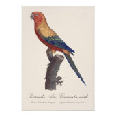 Perruche Ara, Guarouba / Zonneparkiet Foto Afdruk (Voorkant)