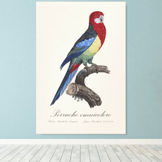Perruche omnicolore / oostelijke rosella canvas afdruk (Insitu (Houten vloer))
