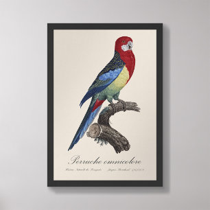 Perruche omnicolore / oostelijke rosella foto afdruk