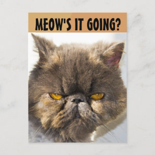 PERSIAN CAT FUNNY BRIEFKAART