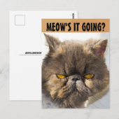 PERSIAN CAT FUNNY BRIEFKAART (Voorkant / Achterkant)