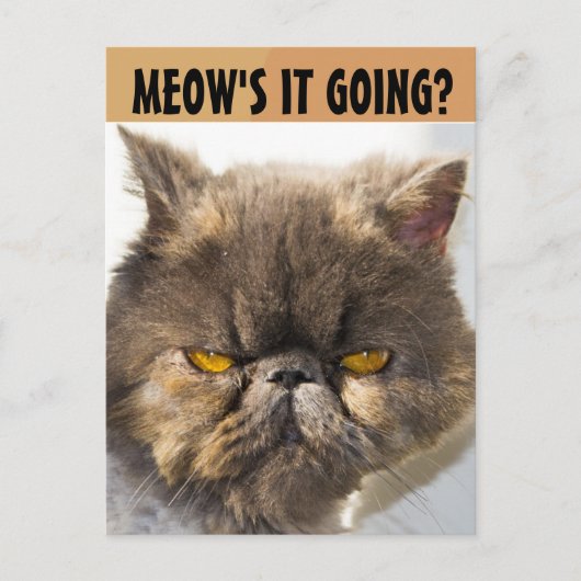 PERSIAN CAT FUNNY BRIEFKAART (Voorkant)