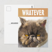 PERSIAN CAT FUNNY GRUMPY BRIEFKAART (Voorkant / Achterkant)