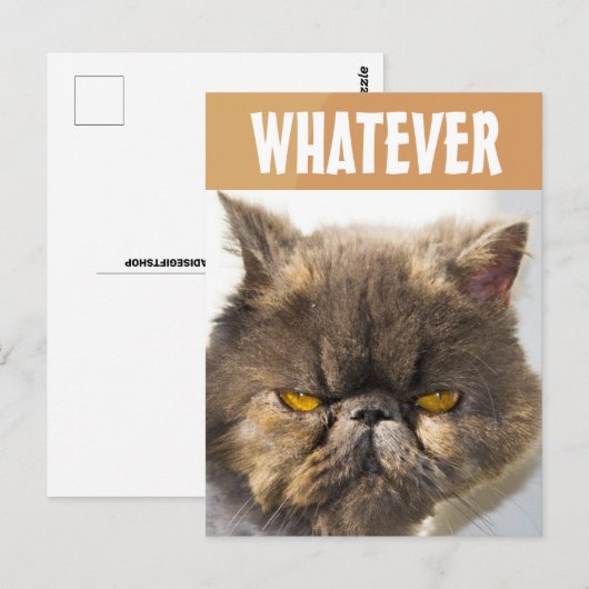 PERSIAN CAT FUNNY GRUMPY BRIEFKAART (Voorkant / Achterkant)