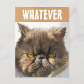 PERSIAN CAT FUNNY GRUMPY BRIEFKAART (Voorkant)