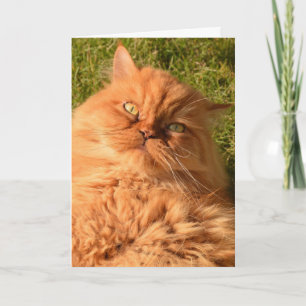 PERSIAN GINGER CAT-FUNNY BIRTHDAY-KAART KAART
