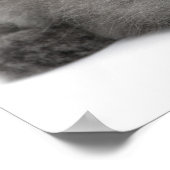 Persian Kitten (2 maanden oud) met stro Poster (Hoek)