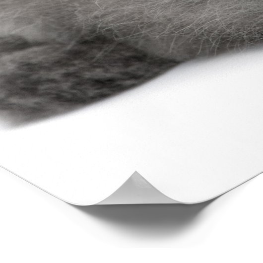 Persian Kitten (2 maanden oud) met stro Poster (Hoek)