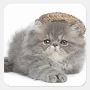 Persian Kitten (2 maanden oud) met stro Vierkante Sticker
