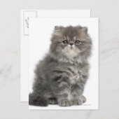 Persian Kitten (2 maanden oud) zittend Briefkaart (Voorkant / Achterkant)