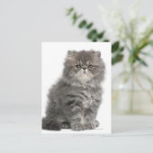 Persian Kitten (2 maanden oud) zittend Briefkaart (Staand voorkant)