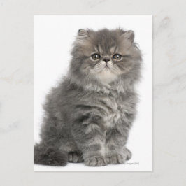 Persian Kitten (2 maanden oud) zittend Briefkaart