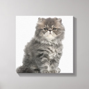 Persian Kitten (2 maanden oud) zittend Canvas Afdruk