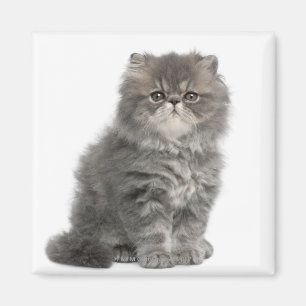 Persian Kitten (2 maanden oud) zittend Magneet