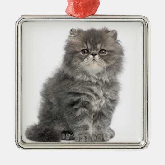 Persian Kitten (2 maanden oud) zittend Metalen Ornament (Voorkant)