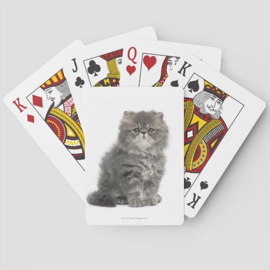 Persian Kitten (2 maanden oud) zittend Speelkaarten (Achterkant)