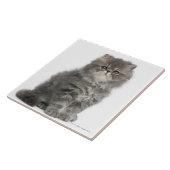 Persian Kitten (2 maanden oud) zittend Tegeltje (Zijkant)