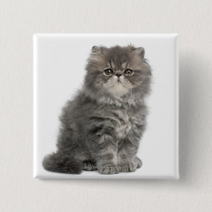 Persian Kitten (2 maanden oud) zittend Vierkante Button 5,1 Cm