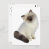 Persian Kitten Briefkaart (Voorkant / Achterkant)