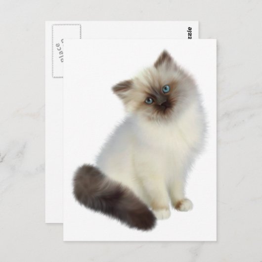 Persian Kitten Briefkaart (Voorkant / Achterkant)