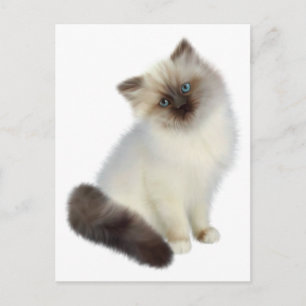 Persian Kitten Briefkaart