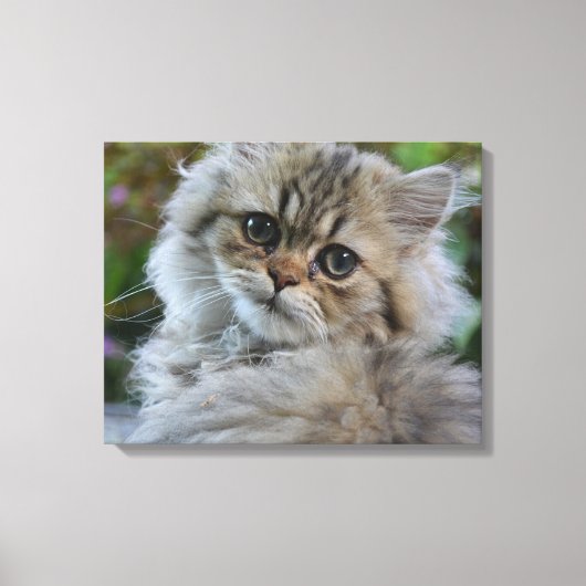 Persian Kitten Canvas Afdruk (Voorkant)