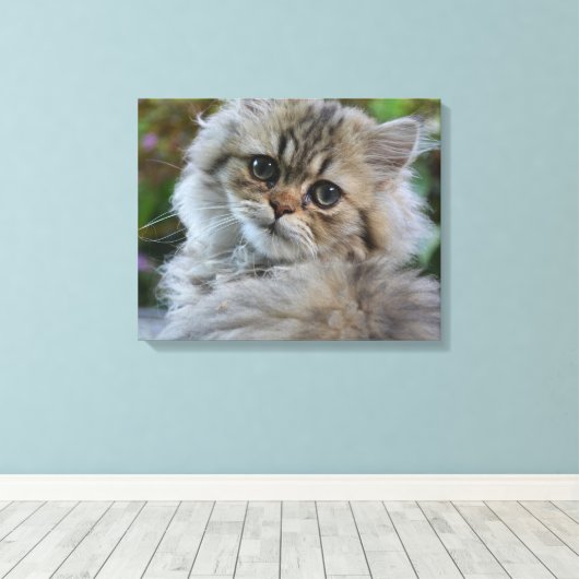  Persian Kitten Canvas Afdruk (Insitu (Houten vloer))