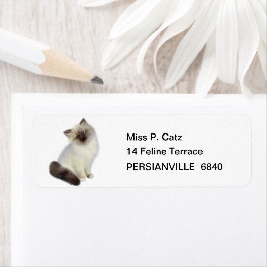Persian Kitten Etiket (Insitu)